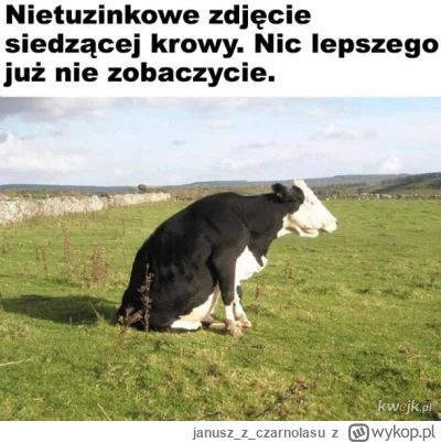 januszzczarnolasu - Krowa na sedesie ( ͡° ͜ʖ ͡°)