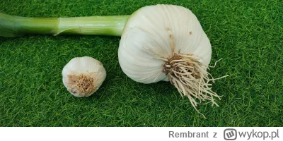 Rembrant - Czosnek Słoniowy vs zwykły ( ͡º ͜ʖ͡º)



#gotujzwykopem #ogrodnictwo