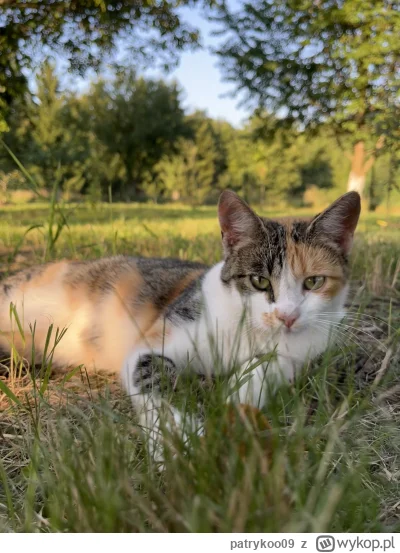 patrykoo09 - #pokazkota chill na wsi