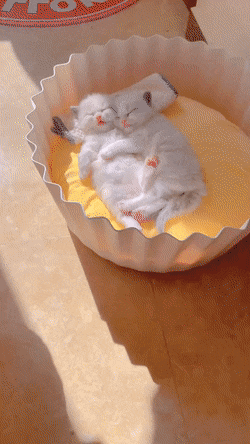 KurierInpost - #smiesznekotki #gotujzwykopem
Nie mam sumienia wstawić to do piekarnik...