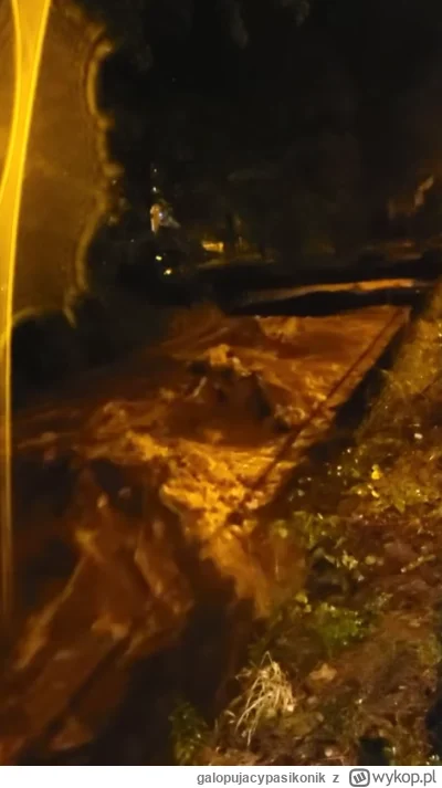 galopujacypasikonik - @galopujacypasikonik: Skrin z wideo