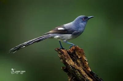 Lifelike - Sójkownik długosterny (Heterophasia picaoides)
Autor
#photoexplorer #fotog...