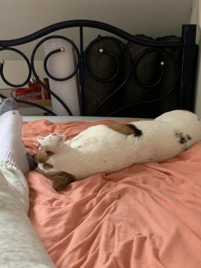 lvbie_placki - #przegryw pimpek jak śpi to musi zawsze dotykać mnie kawałkiem ciała a...