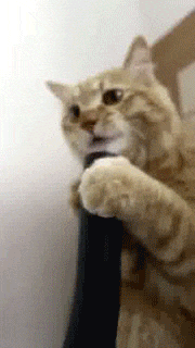 wfyokyga - aaaa wsciekes się kiciu