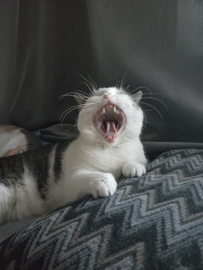 Solsith - #pokazkota #spaslak czego hałasujesz, niedziela jest kurdeヽ( ͠°෴ °)ﾉ