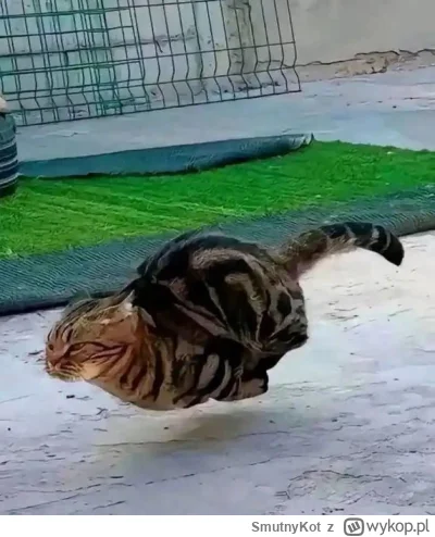 SmutnyKot - #dziwnekotki