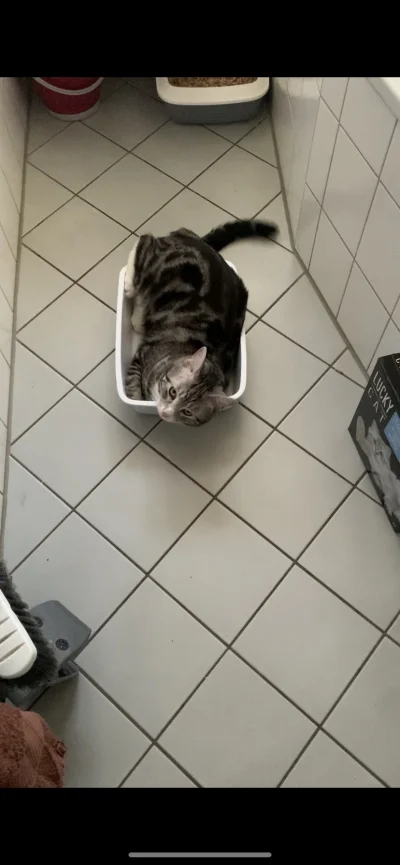 Lujdziarski - @KiedysMialemFejm  czyscilem mlodemu kuwete, to ten wlazl i tam lezal x...