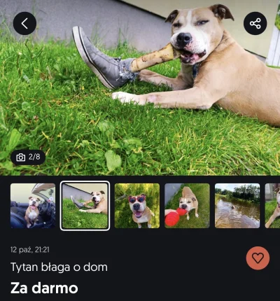 Spooky_Johnny - Idealna zabawka dla kundla w typie pitbulla.

#psiarze