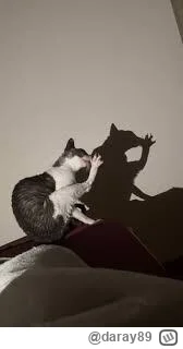 daray89 - #codziennykotopetany #dziwnekotki