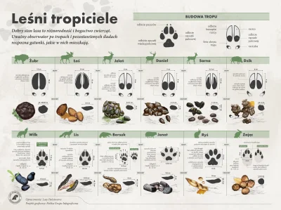 Lifelike - #graphsandmaps #nauka #biologia #przyroda #las #ciekawostki #infografika