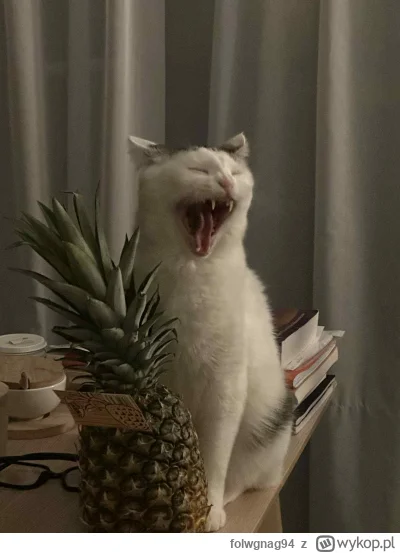 folwgnag94 - @folwgnag94: