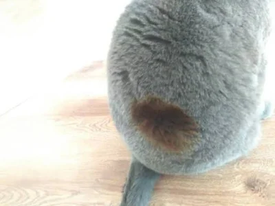 DEMONzSZAFY - @Maczuga_Herkulesa18