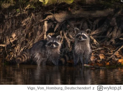 VigoVonHomburg_Deutschendorf - Nad rzeczką, opodal krzaczka...
#szopeknadzis