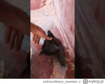 extraordinary_seaman - @krucjan:  głupie, ale może po raz pierwszy i ostatni w życiu ...