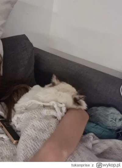 tukanprise - Sobie śpiulka mała kitku

#pokazkota