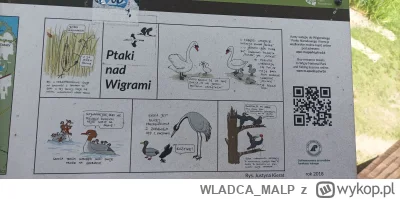 WLADCA_MALP - #zdjeciatarzana #mazury #ptaki