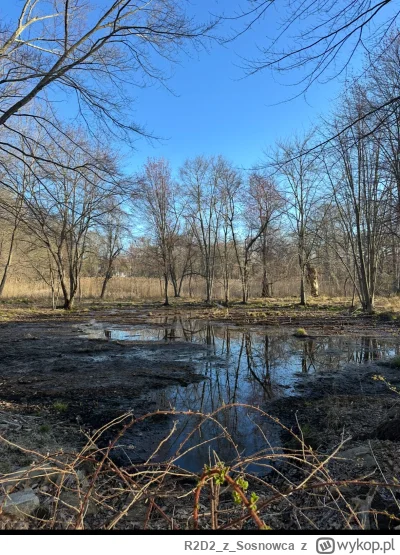 R2D2zSosnowca - Spodziewajcie się niespodziewanego. #bagienko kwietniowe #r2d2zwiedza...