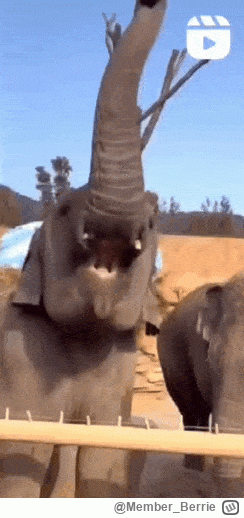 Member_Berrie - @Fatalista1988:
-Czaruś pomachaj
Czaruś: