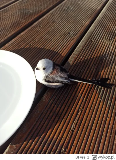 BFyre - @jig_: dwa lata temu raniuszek uderzył w okno domku w którym akurat przebywał...