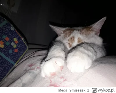 Mega_Smieszek - Kotken przepięknen ᶘᵒᴥᵒᶅ

#koty #pokazkota