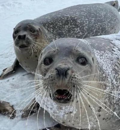 almete - umarł stary dionizy