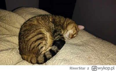 RiverStar - 1 plus = 1 saszeta dla Tłumika :) #koty #pokazkota