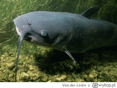 Van-der-Ledre - @kolorowy_monochrom: Poscrolluj sobie na spokojnie, najlepiej do emer...