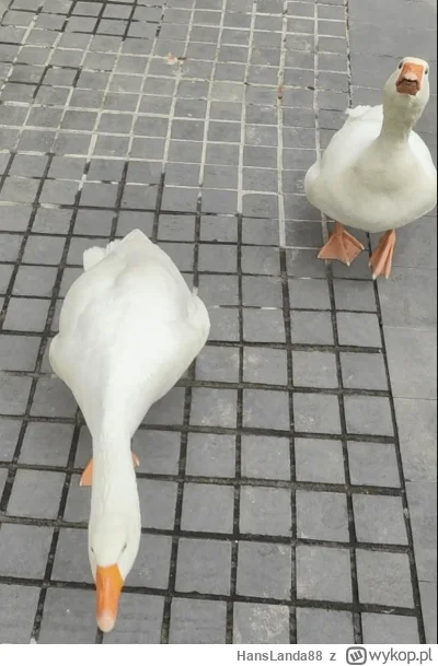 H.....8 - @airaG: POV Irlandia, czym masz wypchane PKB? ( ͡° ͜ʖ ͡°)