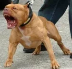 gadatos - Jeśli chodzi o psy i temat na wykopie który ostatnio jest często poruszany....