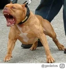 gadatos - Jeśli chodzi o psy i temat na wykopie który ostatnio jest często poruszany....