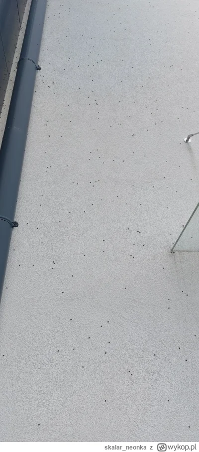 skalar_neonka - Ło kurna, inwazja!
#c---------------a #wtf