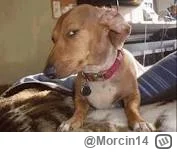 Morcin14 - @DziecizChoroszczy: A czy Ty przypadkiem nie gej?