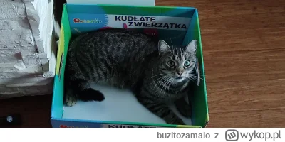 buzitozamalo - Czy Kikowi można plusa?
#pokazkota #koty #kitku #smiesznypiesek