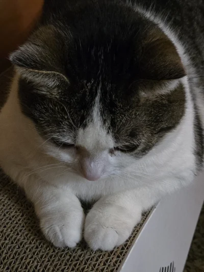 Solsith - @GabrielOcello: boczku na śniadanie testowała, kuraka na ostro też.