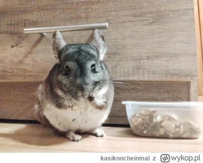 kasiknocheinmal - #szynszyla #bazyli #w----------------l #zwierzaczki #cutenessoverlo...