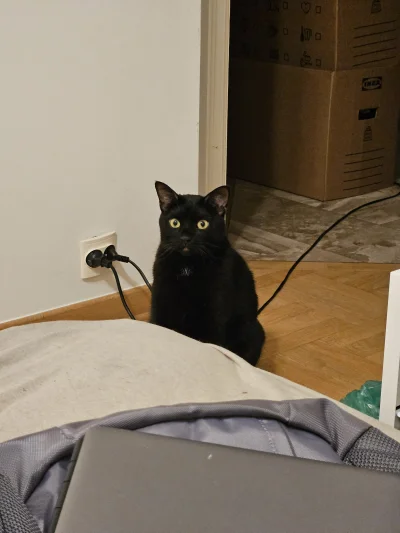 RicoElectrico - Mamo, bo na jutro mamy przynieść bibułę i blok techniczny
#pokazkota