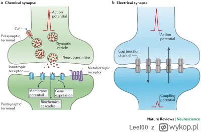 Leel00 - Matko, to jak porównanie połączeń typu gap-junction (elektryczne) i zwykłej,...