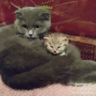 wfyokyga - Co jest kurde, noc jest kurde