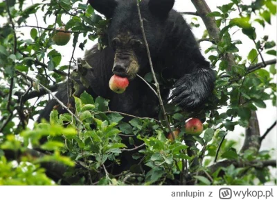 annlupin - @PorzeczkowySok: chcesz japko