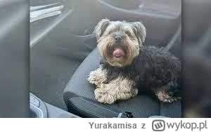 Yurakamisa - Mireczki jechałem samochodem przez #wilanow i zobaczyłem psa a za nim ja...