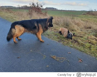 CandyToy - @Nerlo_ajcats: 

Mojemu Niemieckiemu kondycja wysiada przy Malinois :) 

W...
