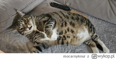 mocarnyknur - #pokazkota #kitku #koty
Na tą dajcie 1000 zł ( ͡º ͜ʖ͡º)