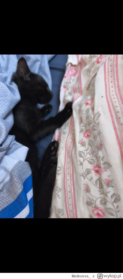 Melkovva_ - Niektórym za dobrze i jeszcze śpią #kitku