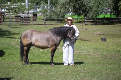 ZakladGospodarkiOdpadami - @renegade_vatican: Koń jest dla chuopa, dla przegrywa jest...