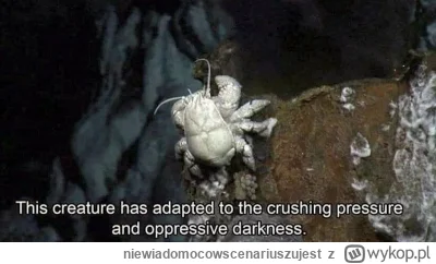 niewiadomocowscenariuszujest - @mirko_anonim