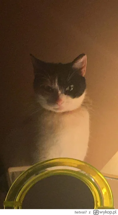 hetvai7 - #pokazkota

Mój kot dziwnie się na mnie patrzy kiedy się budzę