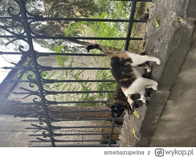 amebazupelna - Kolejne #koty z #gruzja