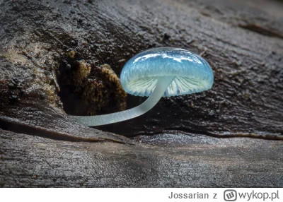 Jossarian - Ciekawe grzyby tego rodzaju rosną w Nowej Zelandii (Mycena Interrupta):