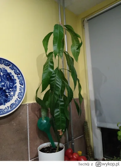 TechQ - @Kulfonix: Patrz na moje Mango :D