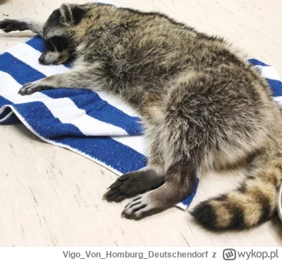 VigoVonHomburg_Deutschendorf - Czas na drzemkę
#szopeknadzis